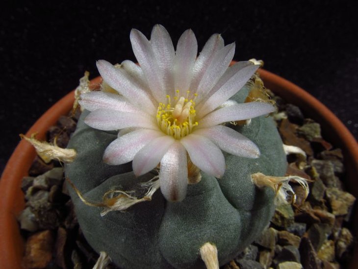 Lophophora williamsii