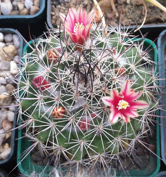 Mammillaria ? (потерял бирку)