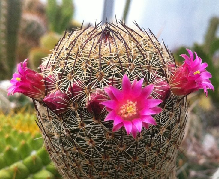 Mammillaria matudae