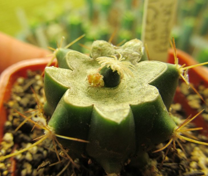 m.roemeri