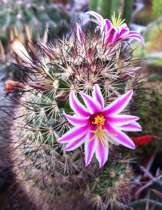 Mammillaria sp.