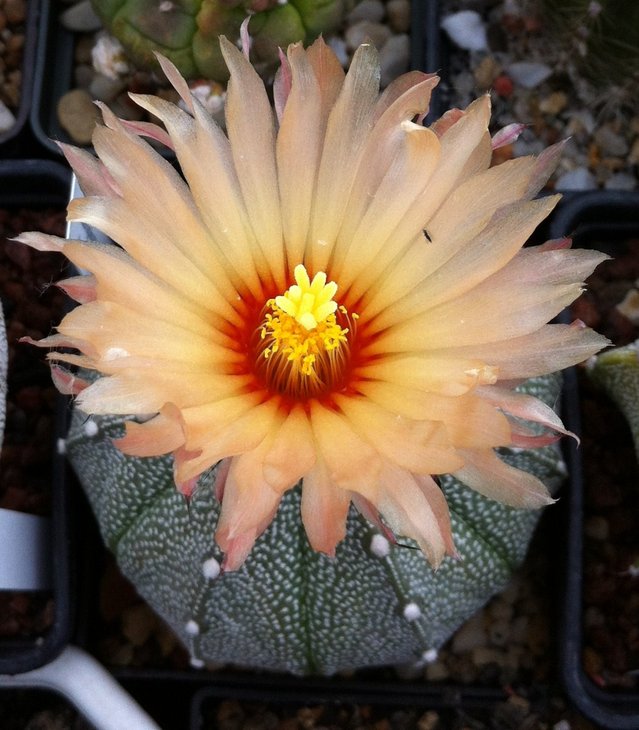 Astrophytum hb. CoahAs