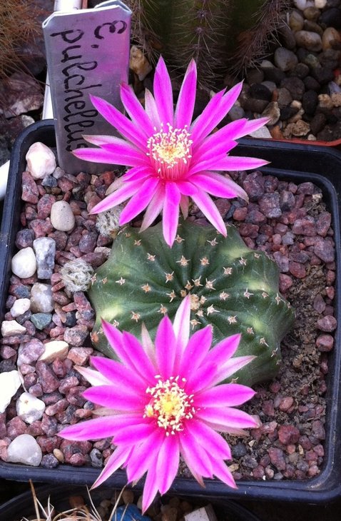 Echinocereus pulchellus