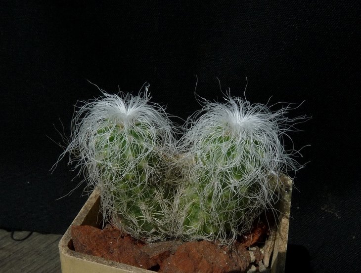Cephalocereus senilis_4y_8.12.JPG