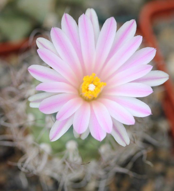 Turbinicarpus pseudomacrochele