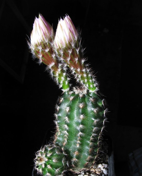 Echinocereus fitchii var. albertii