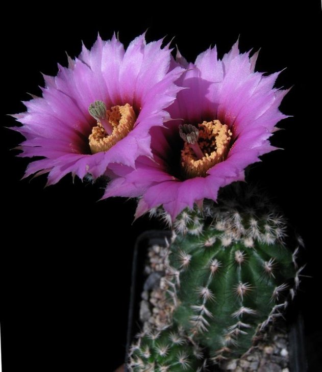 Echinocereus fitchii var. albertii