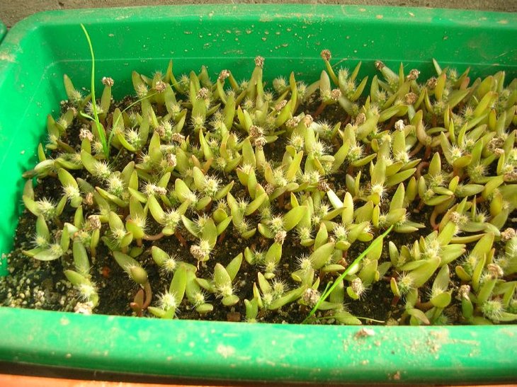 seedlings.JPG