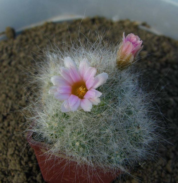 Mammillaria ascensionis v nomis-dulcis