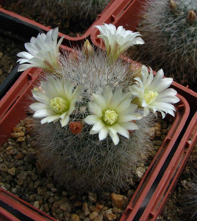 Mammillaria schwarzii