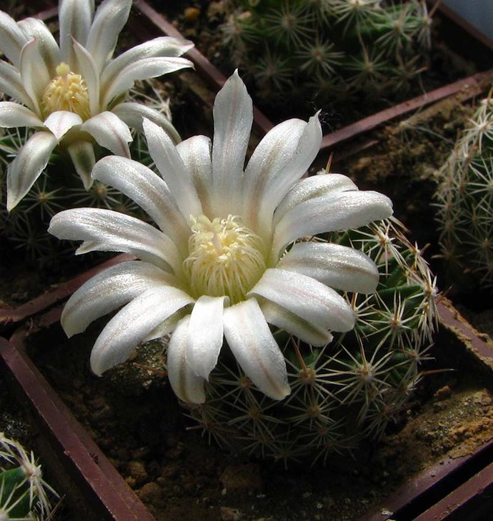 Porfiria schwarzii