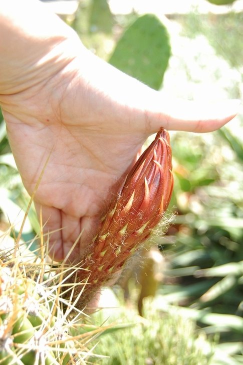 Trichocereus candicans bud.jpg