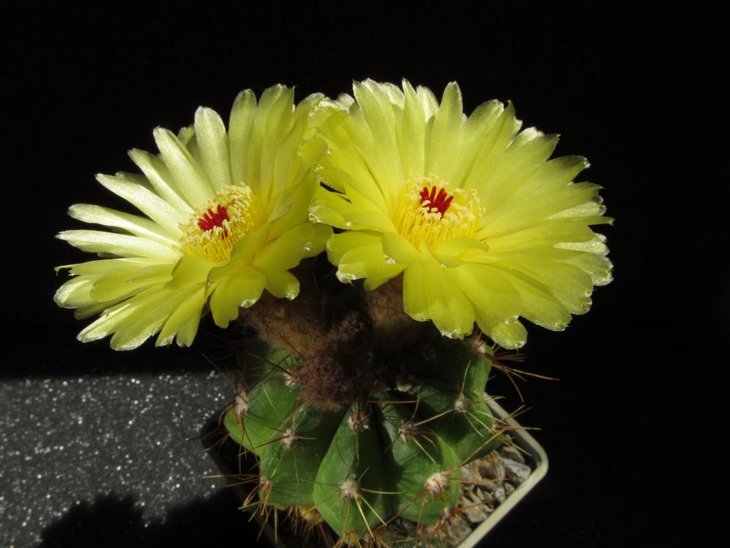 Notocactus ottonis