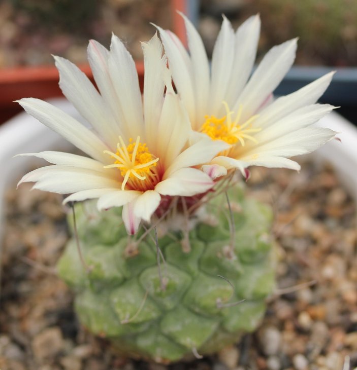 Strombocactus disciformis