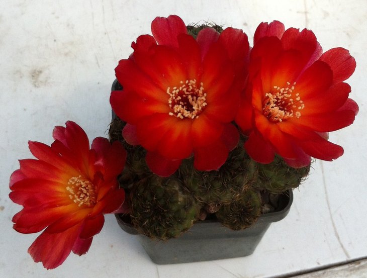 Sulcorebutia sp.
