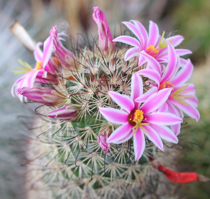 Mammillaria blossfeldiana