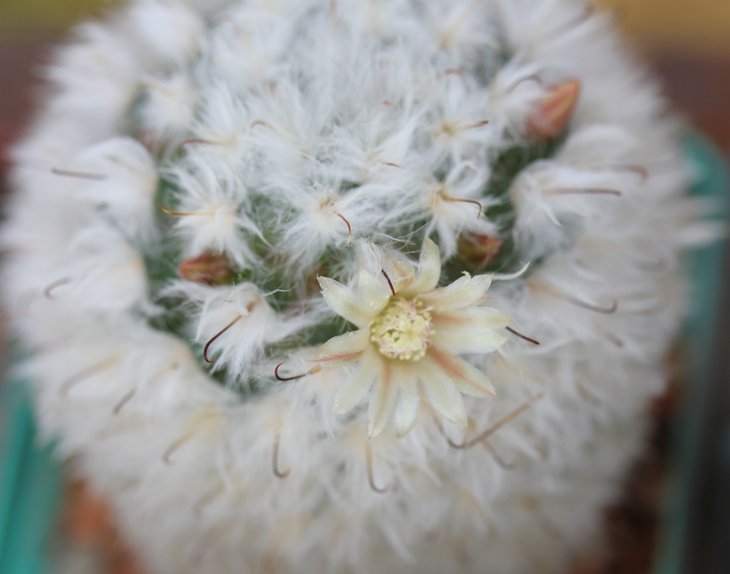 Mammillaria bocasana multilanata