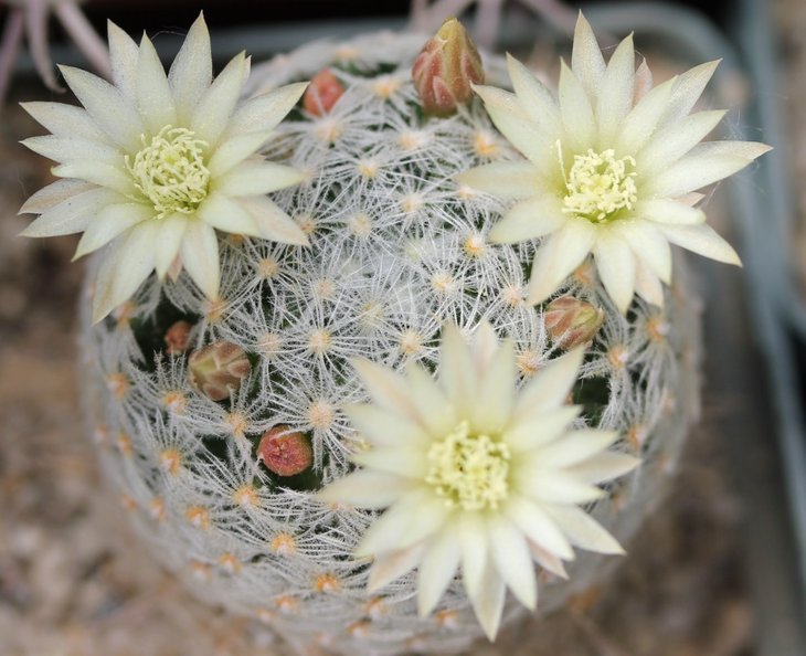 Mammillaria duwei