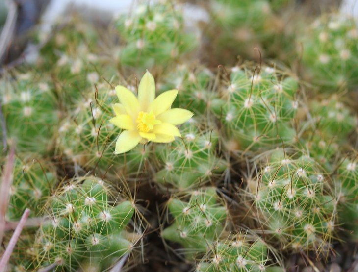 Dolichothele surculosa