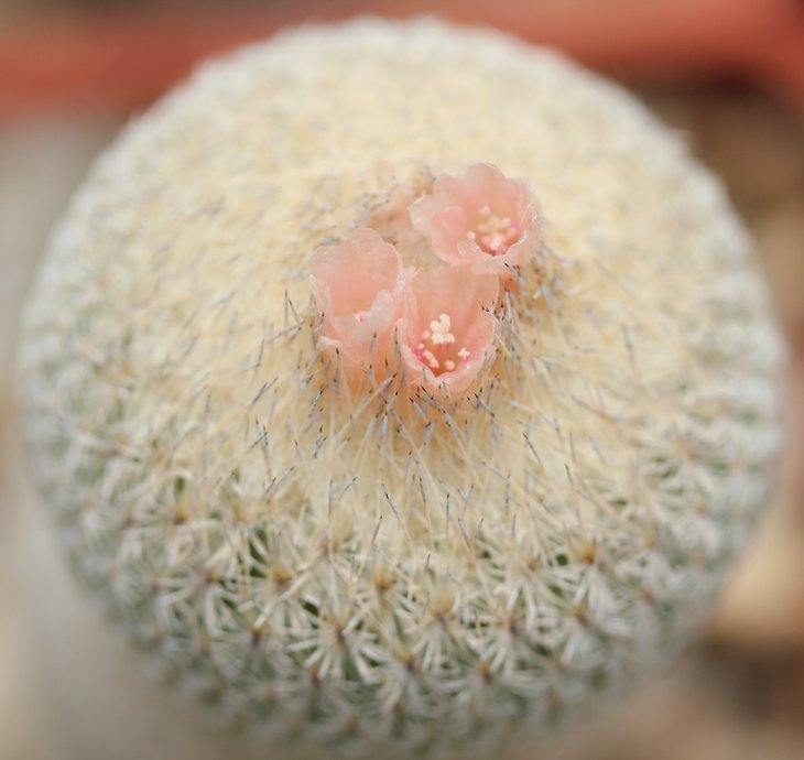 Epithelantha micromeris