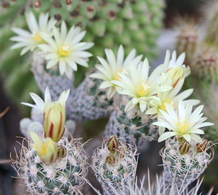 Turbinicarpus krainzianus v. minimus