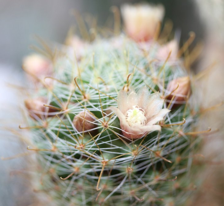 Mammillaria crinita