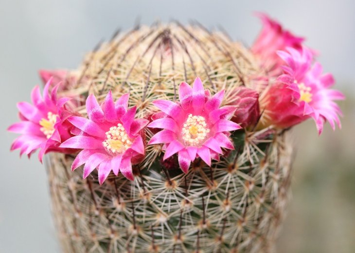 Mammillaria matudae