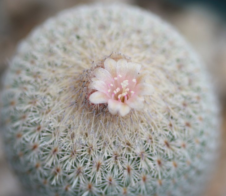 Epithelantha micromeris