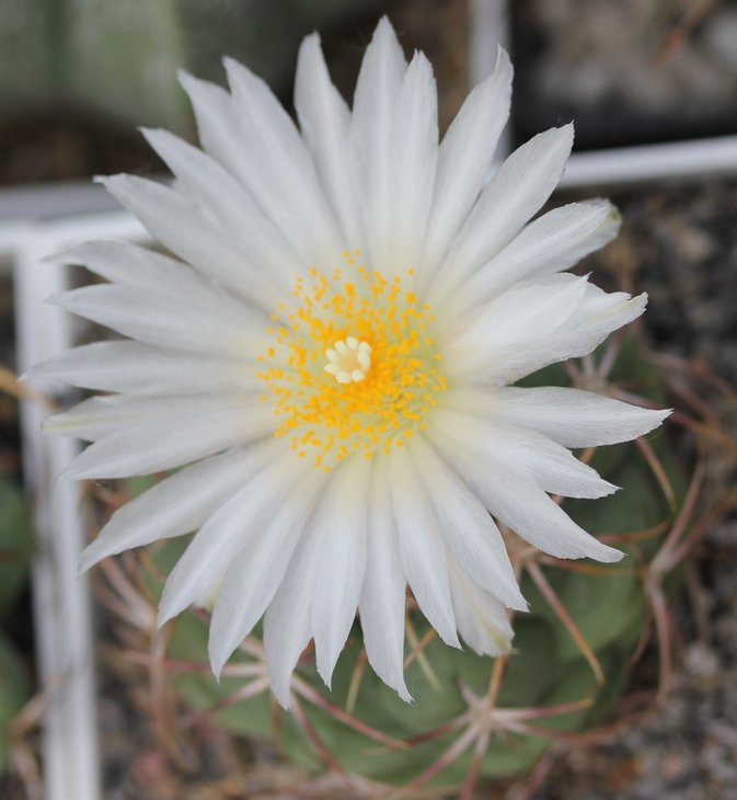 Thelocactus lloydii