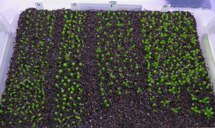 4 - MZ 487 (R.Stanik)<br />5 - MZ 319 (R.Stanik)<br />7 - S.jarmilae JJH (I.Drab)<br />9 - S. Haage