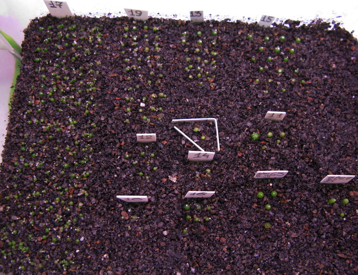 17 - Bl.spec. Miraflores<br />19 - Bl. pedicellata <br />12 - Bl. formosa, L.B., 423<br />18 - Bl.spec. KK 2012<br />13 - Bl.lilliputana L.B., 425<br />14 - Bl.lilliputana v.fechseriiHV 0880, L.B., Miraflores, 427<br />16 - Bl.subterranea KK 1505, L.B. 430 <br />15 - Bl. pedicellata L.B., 428<br />11 - Stromb. v.seidelii, Pena Blanca, L.B. 5125<br />63 - Aztekium ritterii RS 341<br />67 - Stronb. SB 174