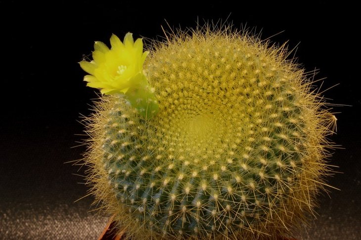 Brasilicactus grassneri