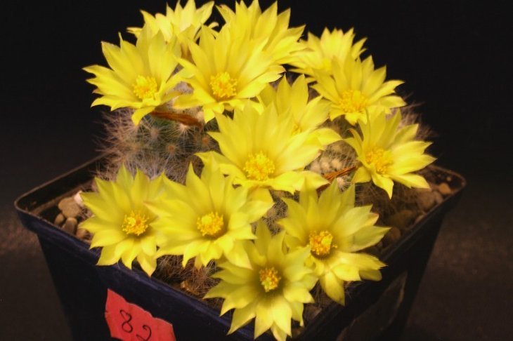Dolichothele baumi