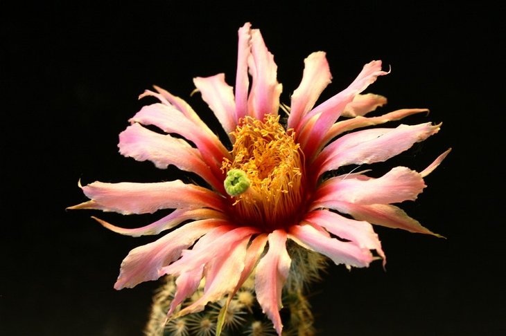 Echinocereus fitchii v. albertii