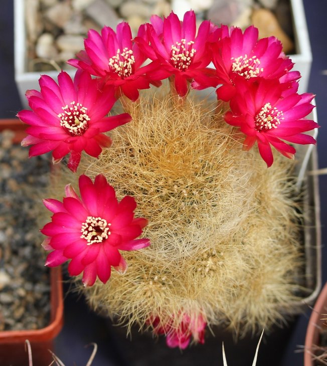 Sulcorebutia gerosenilis