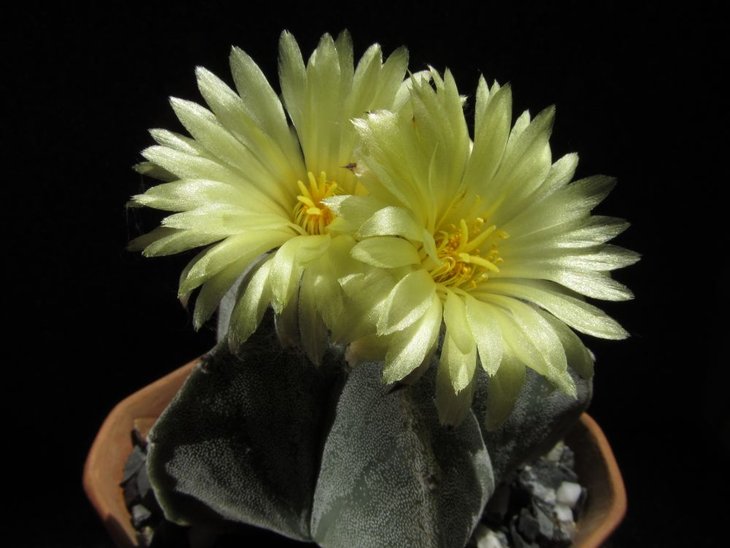 Astrophytum myriostigma