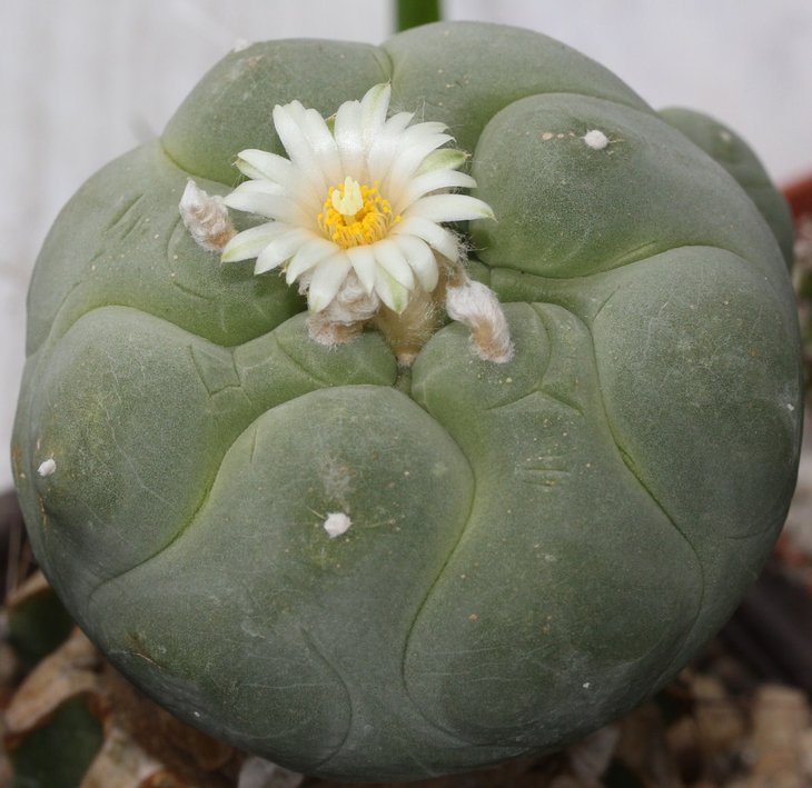 Lophophora diffusa v. swobodiana