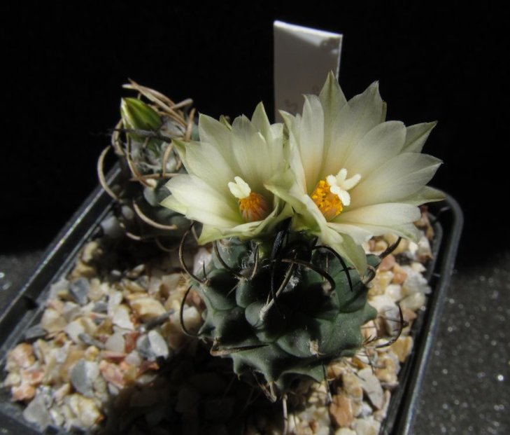 Turbinicarpus schmiedickeanus