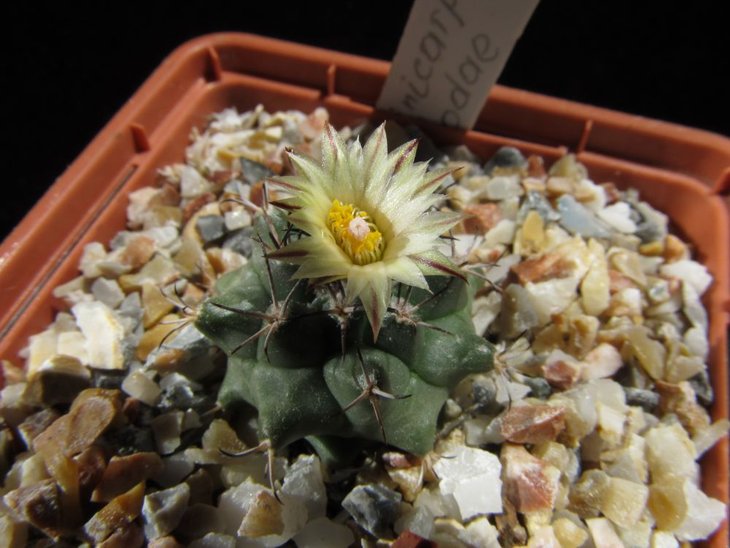 Turbinicarpus swobodae, первое цветение.