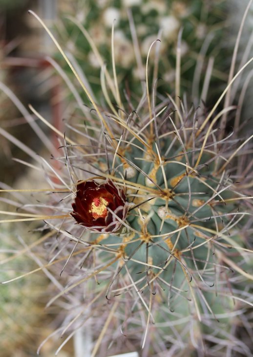 Glandulicactus uncinatus