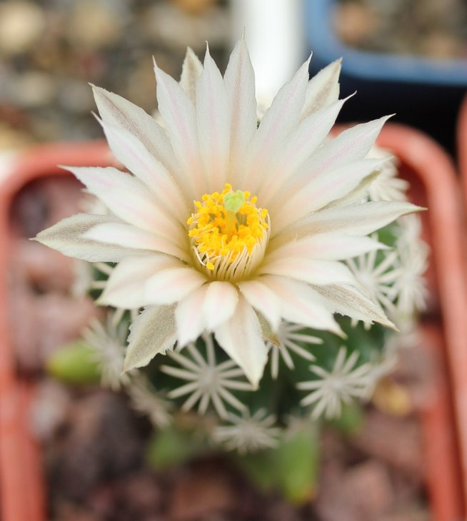 Escobaria abdita