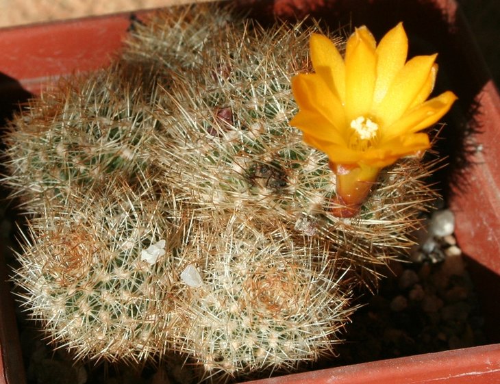 Sulcorebutia markusii