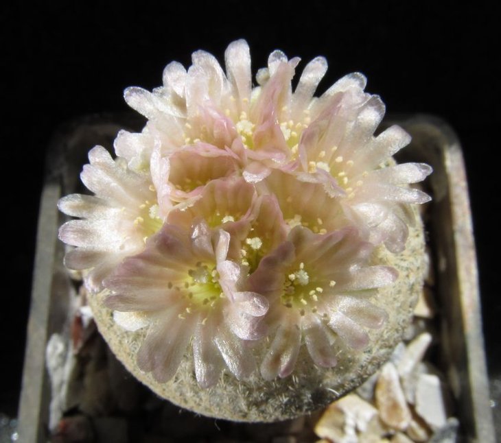 Epithelantha bokei