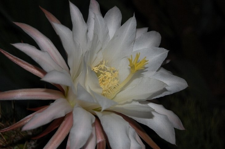 Trichocereus candicans.jpg