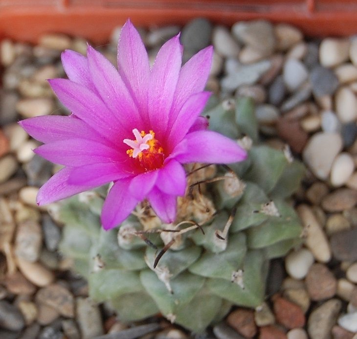 Turbinicarpus alonsoi.jpg