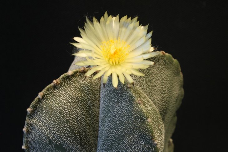 Astrophytum myriostigma v. guadricostatum