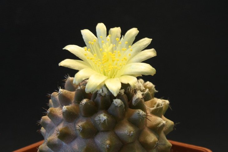 Copiapoa tenuissima