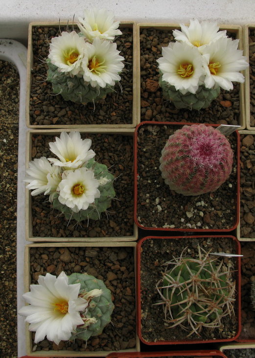Strombocactus disciformis.jpg