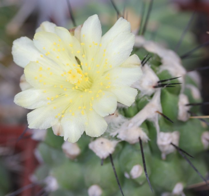 Copiapoa sp.