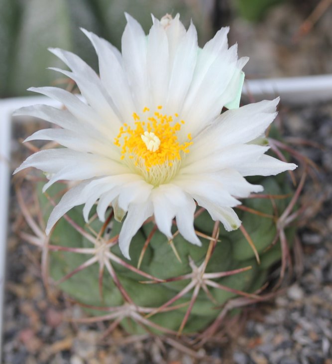 Thelocactus lloydii
